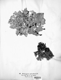 Peltigera polydactyla image